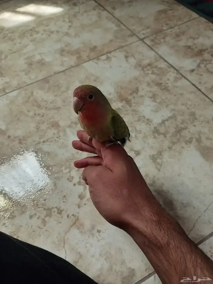 روز 0