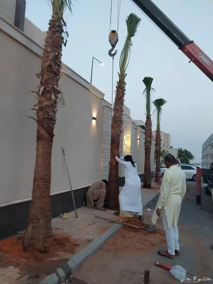 يوجد لدينا جميع انواع النخيل عربي واشنطن وتركيب الشبوك 0