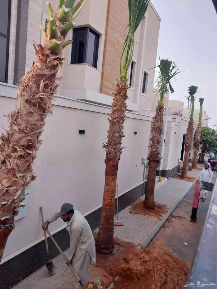يوجد لدينا جميع انواع النخيل عربي واشنطن وتركيب الشبوك 1