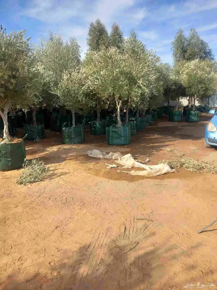 اعمال شبوك ونخيل 8