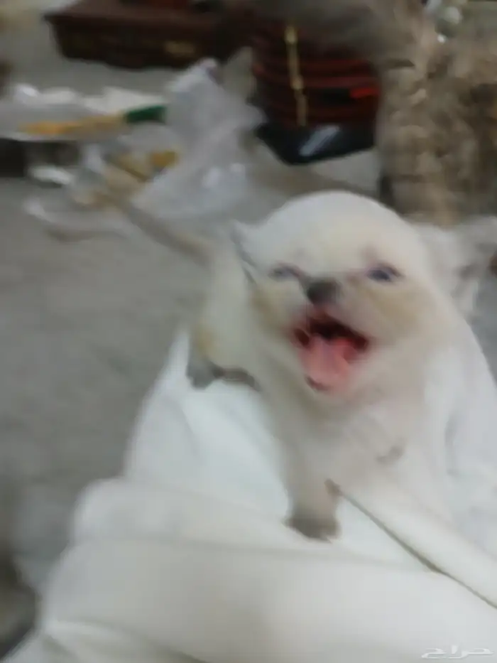 فطط هملايا 4