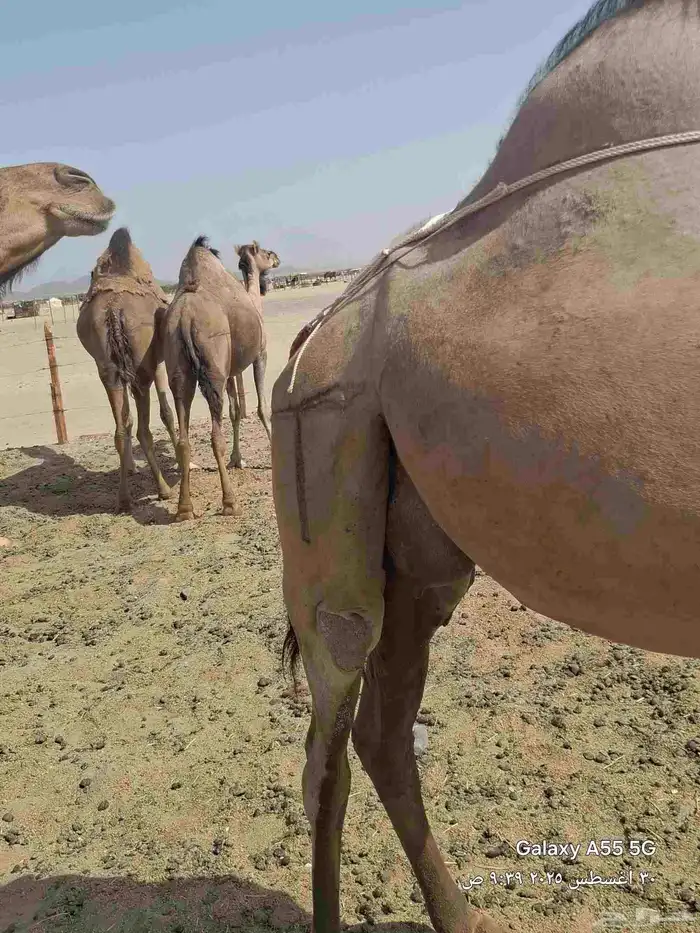 نياق لقح وفيها خلفه عشرا حمر زينات بالحيل وكفو 6