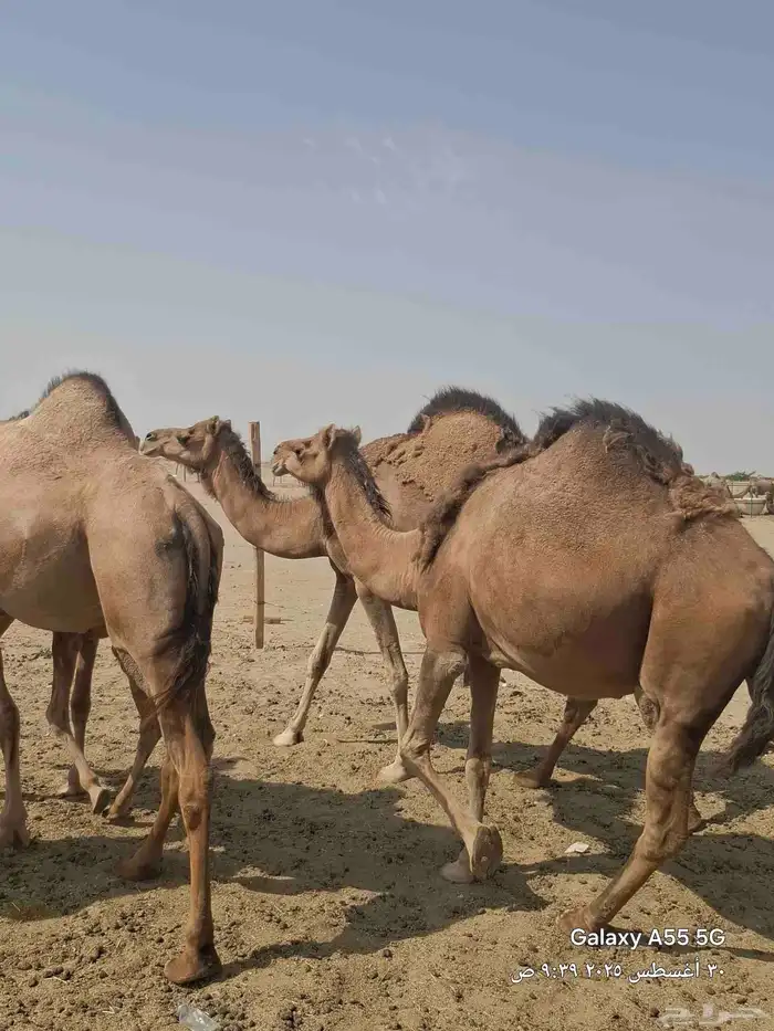 نياق لقح وفيها خلفه عشرا حمر زينات بالحيل وكفو 1