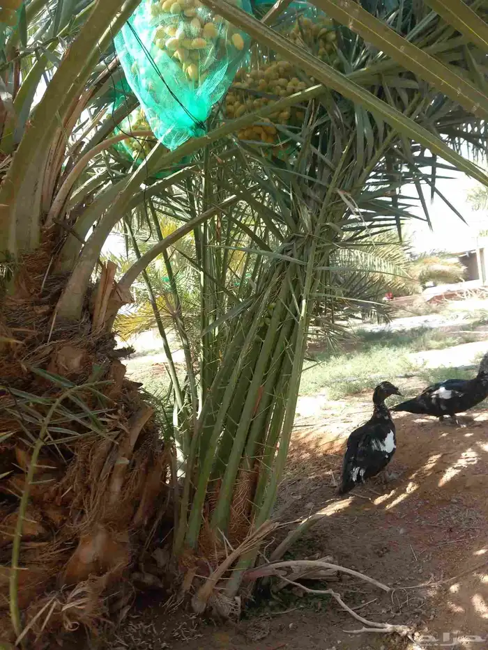 نخيل مثمره للبيع وتوصيل وغرس 5
