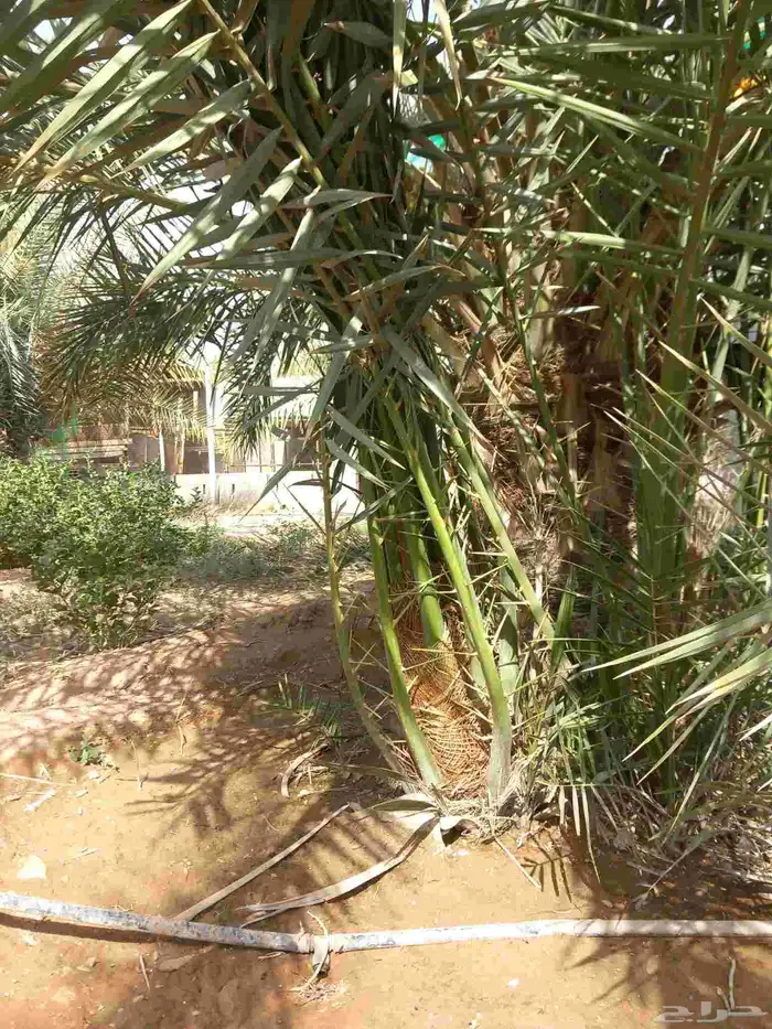 نخيل مثمره للبيع وتوصيل وغرس 7