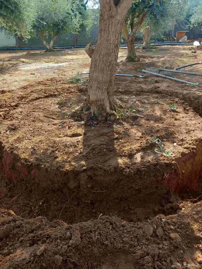 اعمال شبوك ونخيل 9