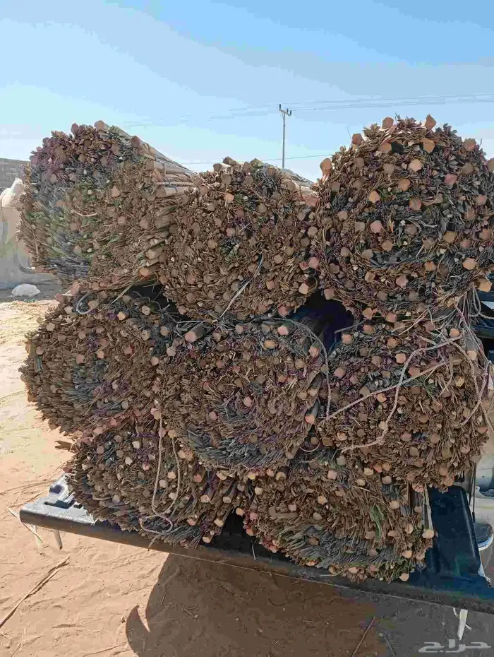 جريد النخل الرول المخيط 6