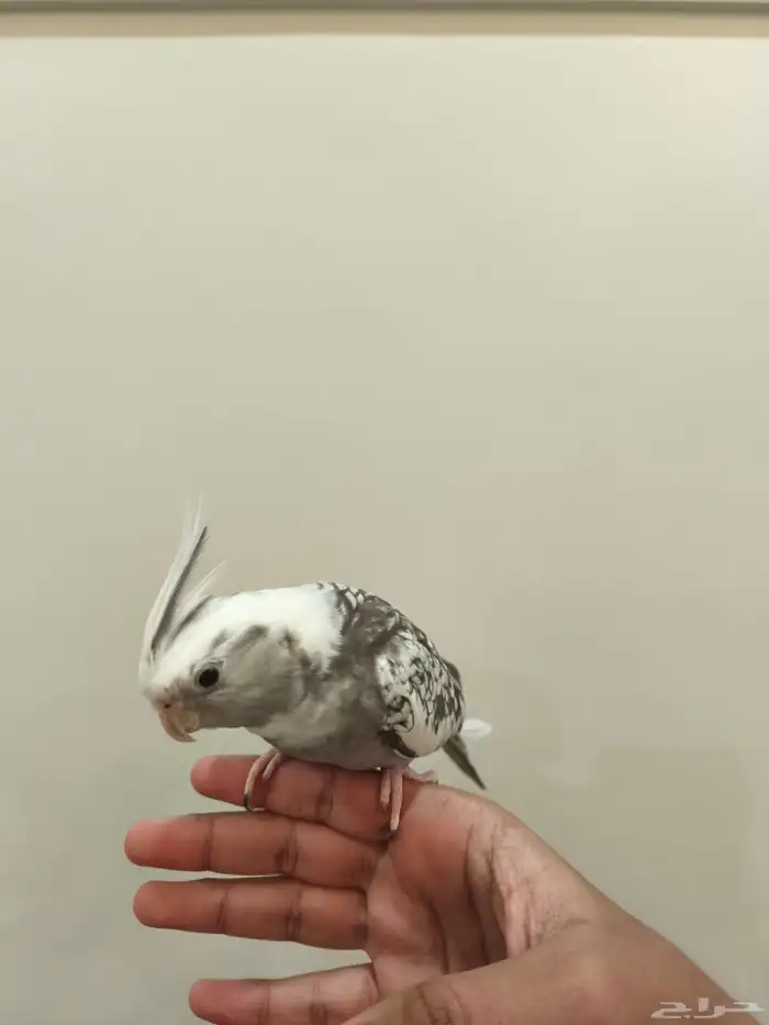 الناصرة القطيف 1