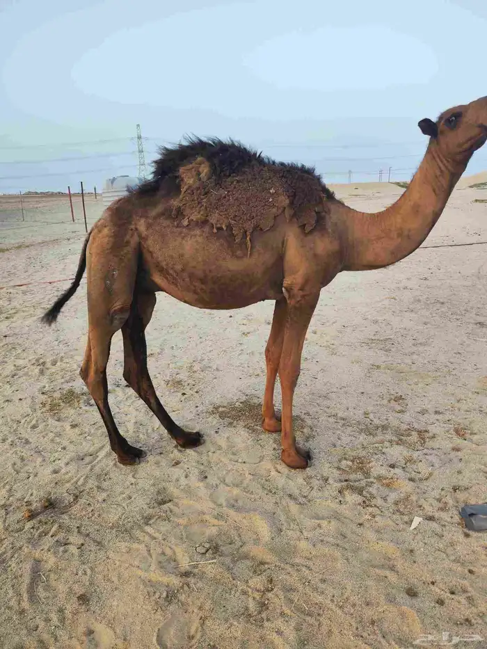 قعود مفرود 0