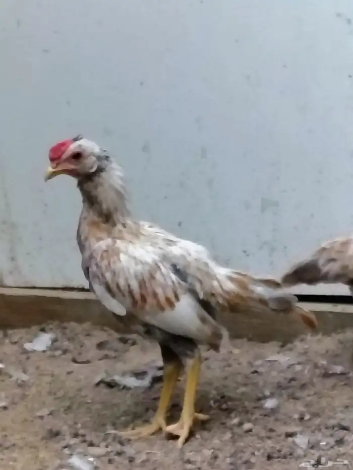 للبيع ثلاث دجاجات وديك قزم 0