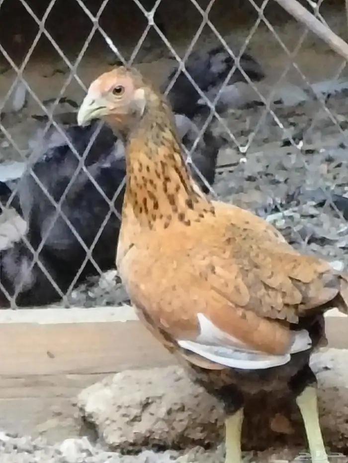 للبيع ثلاث دجاجات وديك قزم 1