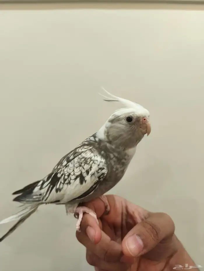 الناصرة القطيف 0