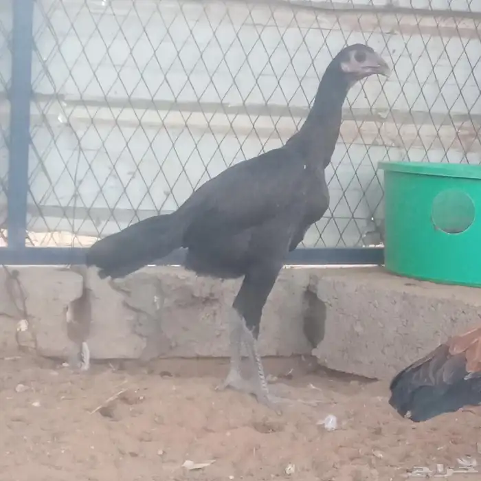 دجاجه باكستانيه سندي. تم البيع تمم البيع 1