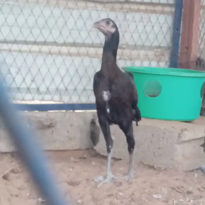 دجاجه باكستانيه سندي. تم البيع تمم البيع 0