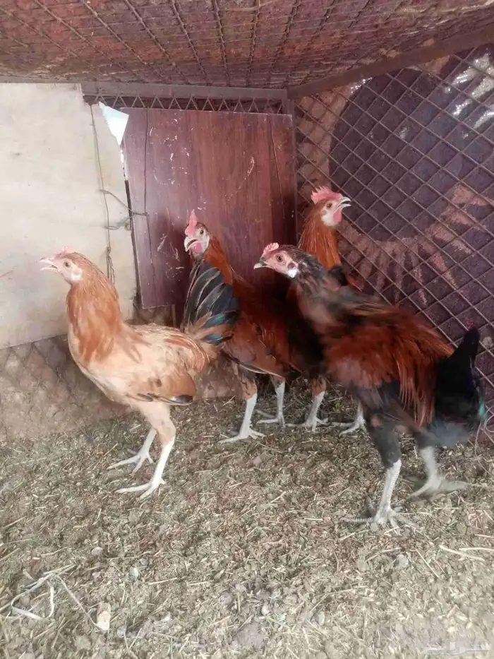 ديكه بلدي 2