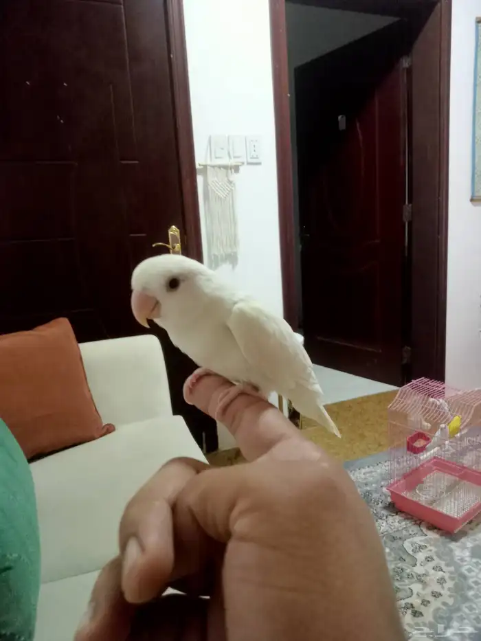 روز البينو اليف ب150اتلحق لوماتلحق 0