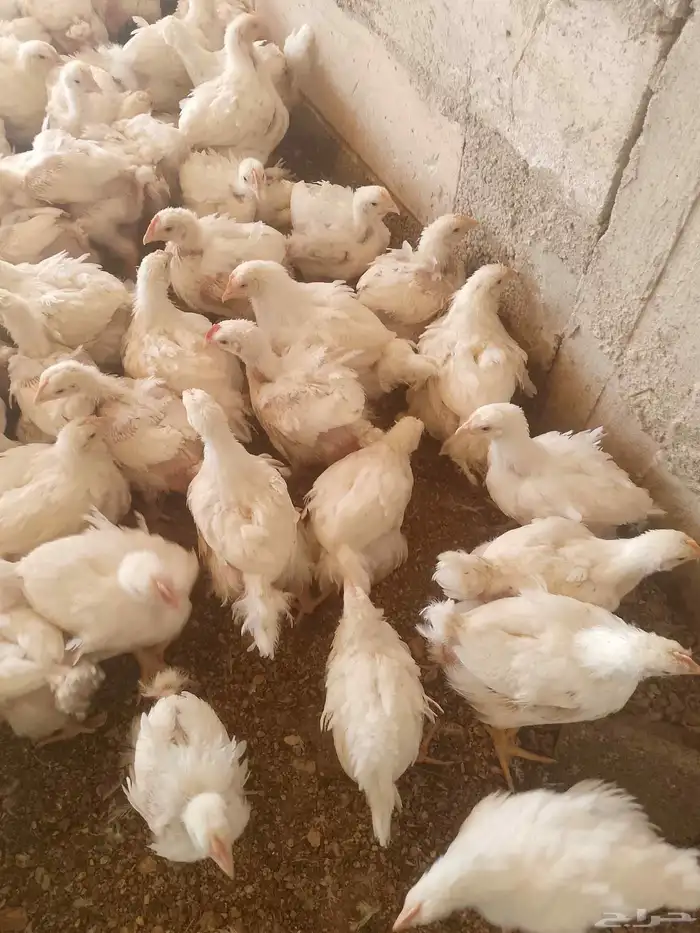 دجاج لاحم للبيع في المجمعه 2