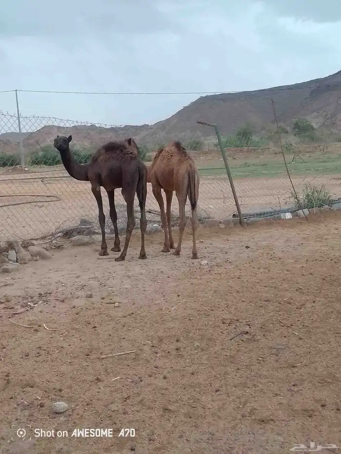حشوان علا حليب اماتها 4