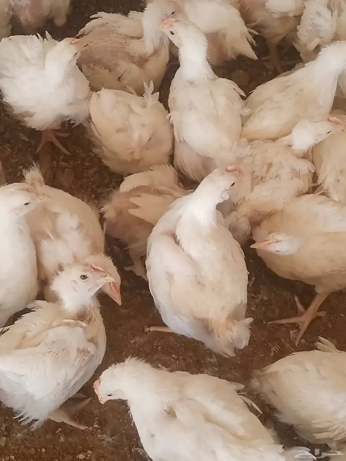 دجاج لاحم للبيع في المجمعه 0