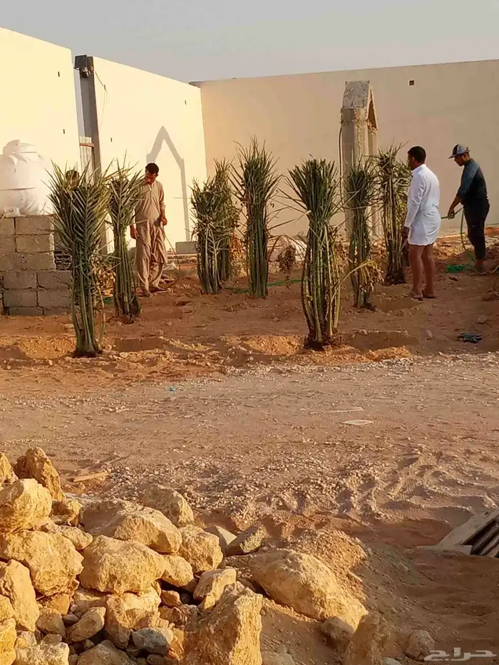 توريد نخل بيشه مثمر تثليث خيبر الجنوب طريب تثليث 4