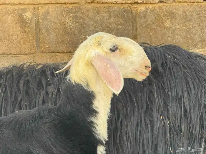 للبيع طليان 8