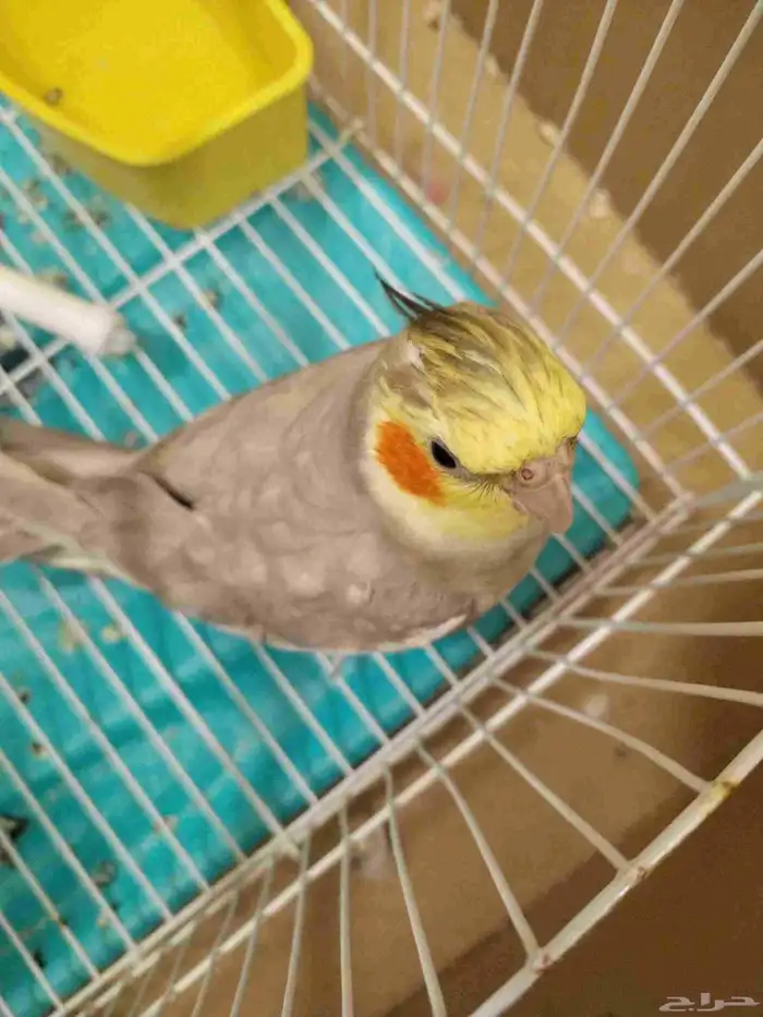 طير كروان عمره سنتين يغني و اليف و لعوب و غير قابل للتنزيل 1