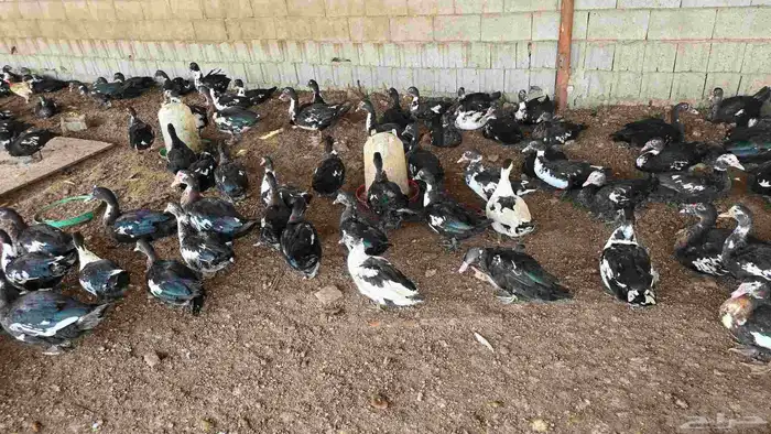 جده بحره 0