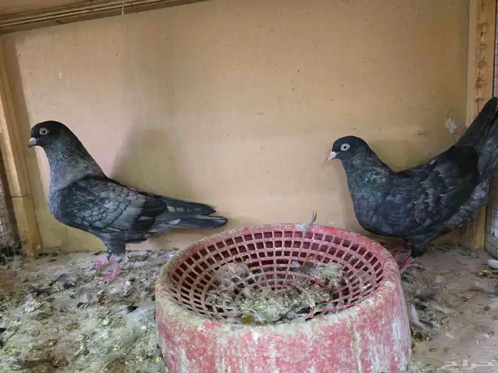 حمام قطايف لون مميز 1