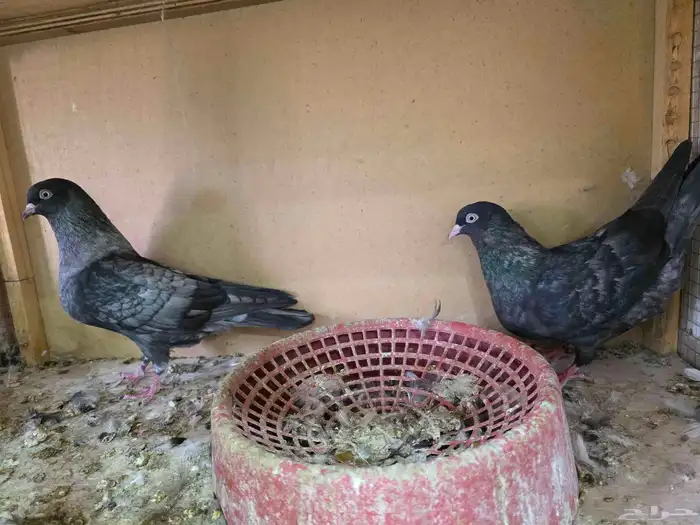حمام قطايف لون مميز 2