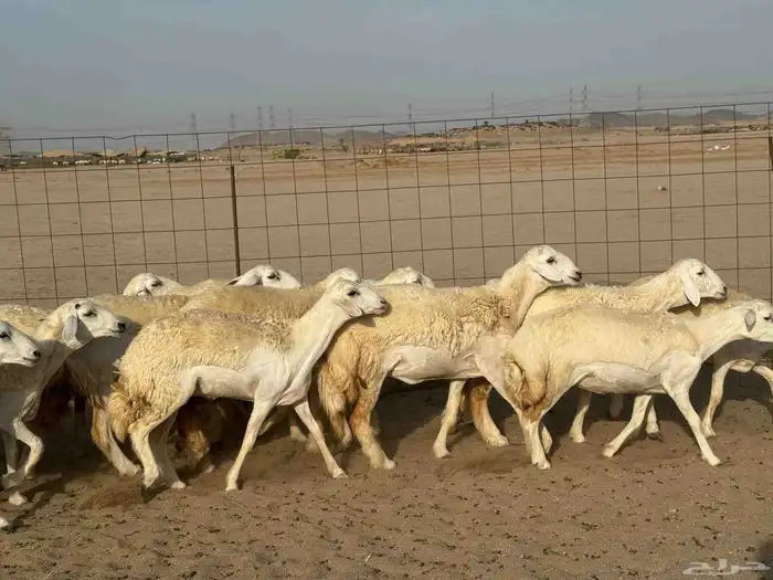 غنم حريات رخال صنف 9