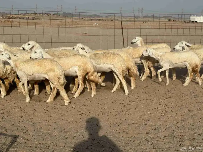 غنم حريات رخال صنف 8