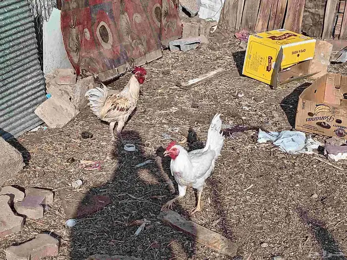 دجاج بلدي 0