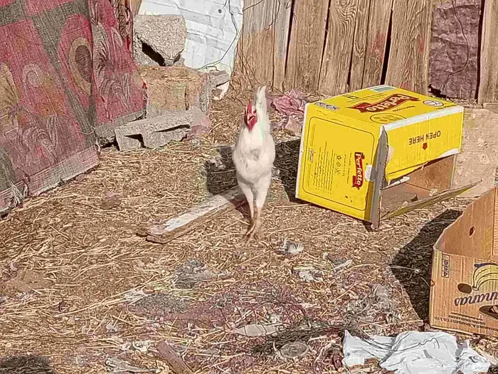 دجاج بلدي 4