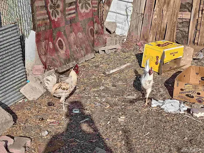 دجاج بلدي 1