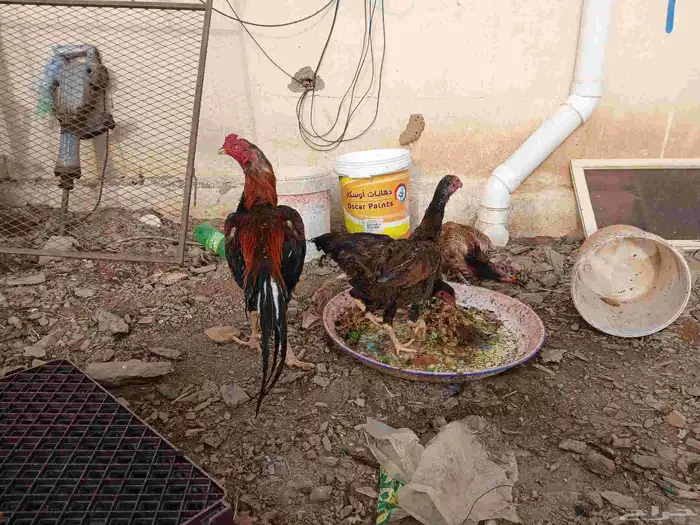 دجاج باكستاني حضان 4