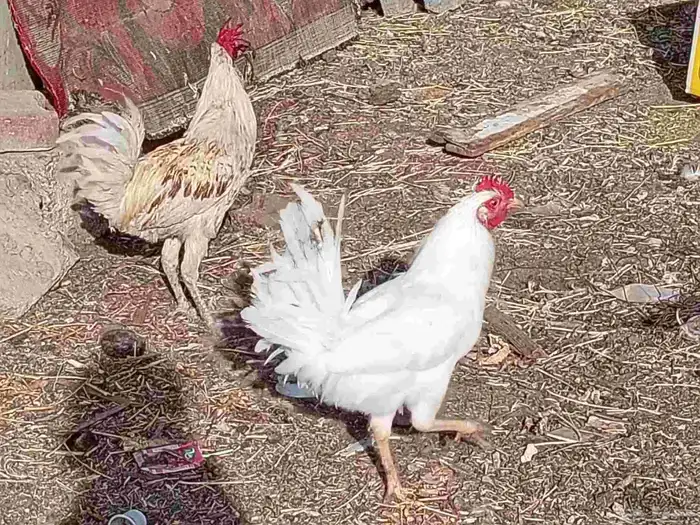 دجاج بلدي 3