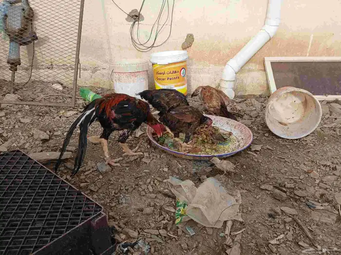 دجاج باكستاني حضان 3