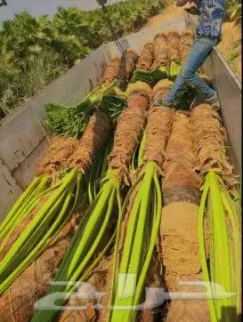 نخل للبيع نخيل مثمر خلاص صقعي سكري شيشي والشنطني هلالي سلج 5