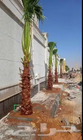 نخل للبيع نخيل مثمر خلاص صقعي سكري شيشي والشنطني هلالي سلج 6