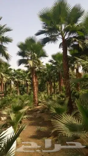 اشحار نخيل واشنطونيا ابومروحه للبيع 0
