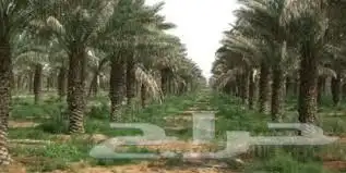 مطلوب مزرعه داخل المدينة ايجار أو شريك 0