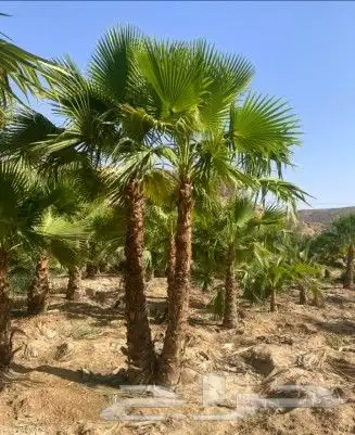 نخل للبيع جثايث فسايل صقعي وخلاص مجدول نخيل سري دخيني سلاطين 7