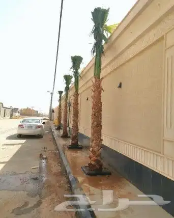 اشحار نخيل واشنطونيا ابومروحه للبيع 2