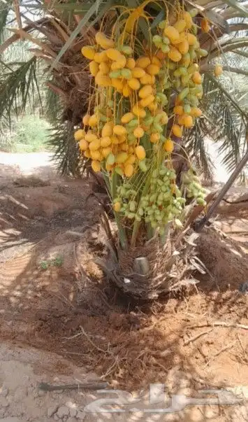 يوجد لدينا 24نخله فسايل البيع مكه بسعر مناسب 2