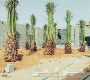 نخل للبيع نخيل مثمر خلاص صقعي سكري شيشي والشنطني هلالي سلج 4