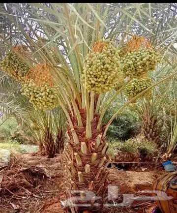 نخل للبيع نخيل مثمر خلاص صقعي سكري شيشي والشنطني هلالي سلج 2