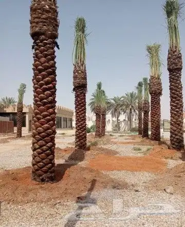 نخل للبيع نخيل مثمر خلاص صقعي سكري شيشي والشنطني هلالي سلج 1