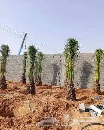 نخل للبيع نخيل مثمر خلاص صقعي سكري شيشي والشنطني هلالي سلج 0