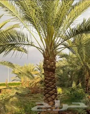 نخل للبيع نخيل مثمر خلاص صقعي سكري شيشي والشنطني هلالي سلج 9