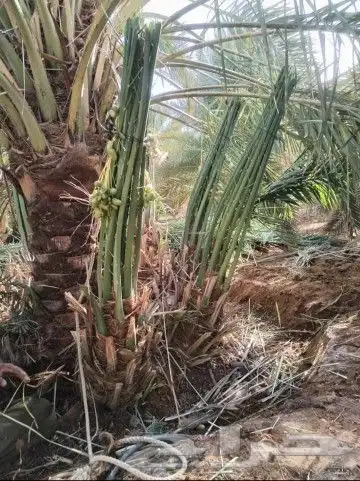 يوجد لدينا 24نخله فسايل البيع مكه بسعر مناسب 0